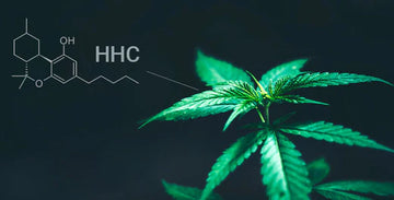 What is HHC and what are the effects?