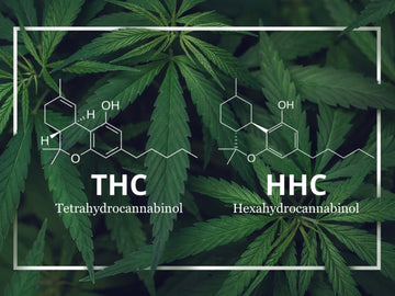 The differences between HHC and THC
